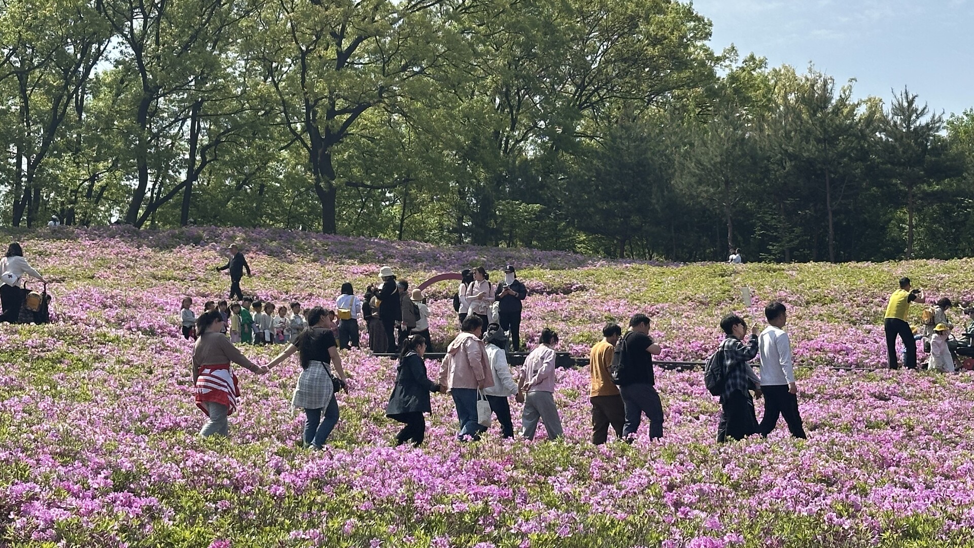 lg_d17460021246376_666.jpg